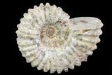 Bumpy Douvilleiceras Ammonite - Madagascar #79114-1